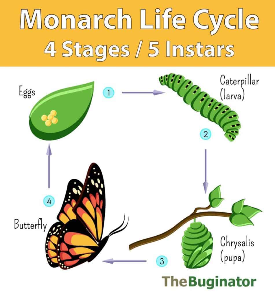 How to Raise a Monarch Caterpillar A Comprehensive Guide